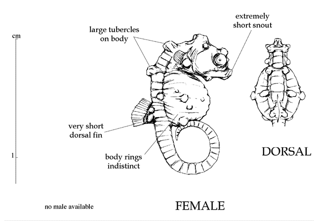 Hippocampus bargibanti diagram
