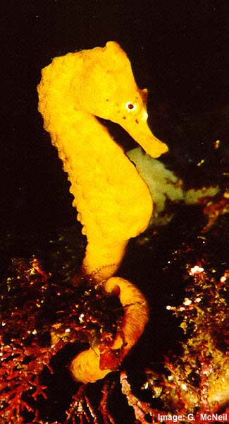 Yellow Hippocampus abdominalis engaged in mating rituals with red one (to right)