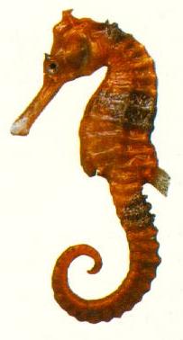 Hippocampus kuda