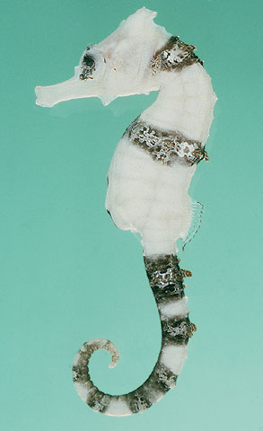 Hippocampus whitei; photo by J.E. Randall