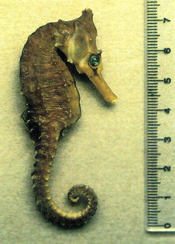 Hippocampus whitei; photo by S.A. Lourie