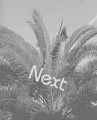 next Palms site