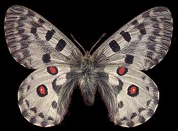 Parnassius nomion dis // 
E.Siberia, 100 km E Irkutsk,
Goloustnaya river near Kochergat,
20-VII-1991, leg. O.Berlov