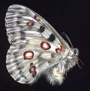 Parnassius nomion dis // 
E.Siberia, Irkutsk, 450 m, 
25-VII-1996, leg. E.Berlov