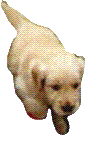 puppy running