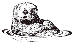 sea otter