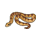 snake