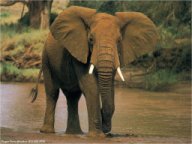 Ziggy's Animal Lovers Webring