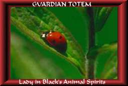 ladybug