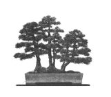 Ikada