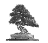 Moyogi