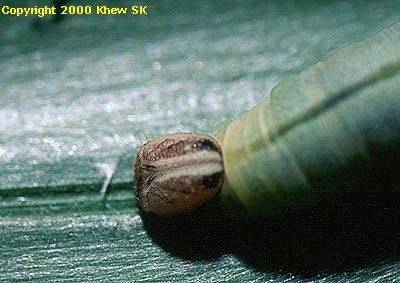 Caterpillar of Suastus gremius gremius