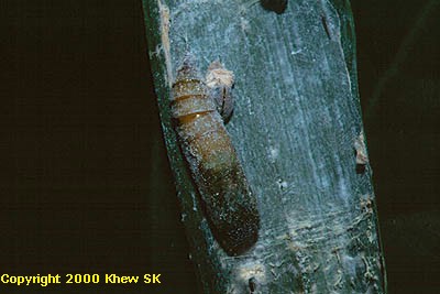 Pupa of Suastus gremius gremius
