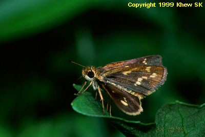 Taractrocera ardonia lamia