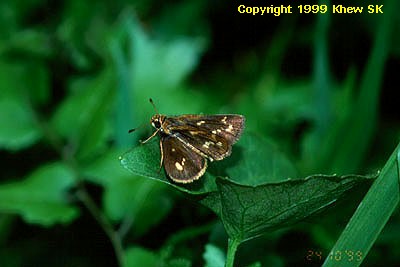 Taractocera ardonia lamia