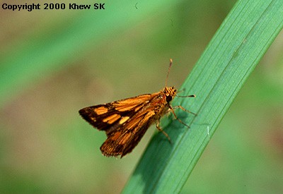The Bush Hopper
