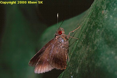 Zela storeyi