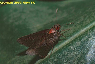 Zela storeyi