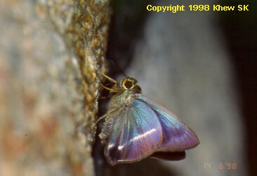 Hasora taminatus malayana