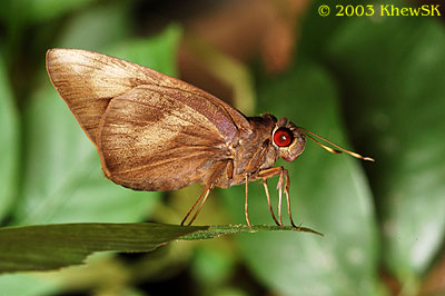 Banana Skipper