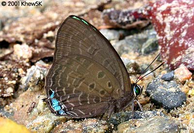 Arhopala aurea