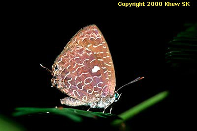 Arhopala ammon ammon