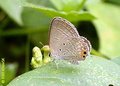 Gram Blue