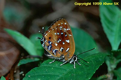 Iraota distanti distanti