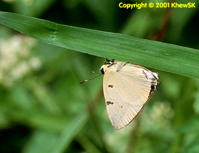 Rapala domitia domitia