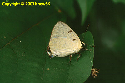 Rapala domitia domitia