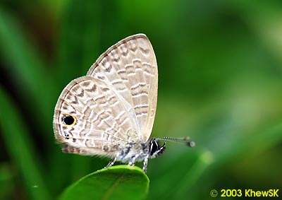 The Tailless Line Blue