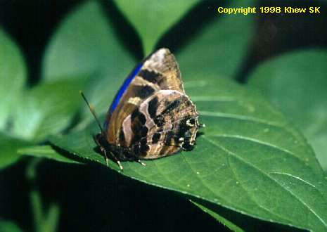 Flos fulgida singhapura