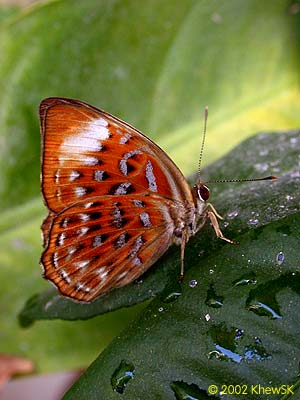 The Harlequin