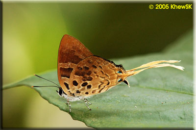 The Plane (Bindahara phocides phocides)