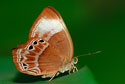 Malayan Plum Judy (Female)