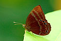 Malayan Plum Judy (Male)