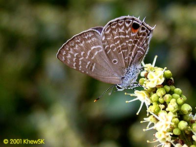 Anthene lycaenina miya