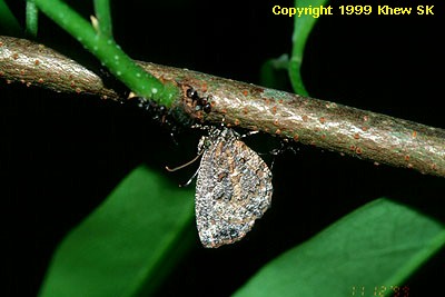 Logania marmorata damis