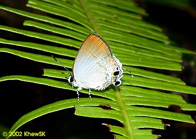 Sinthusa nasaka amba