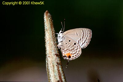 The Cycad Blue
