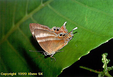 Malay Tailed Judy
