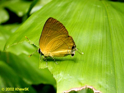 Rapala suffusa barthema