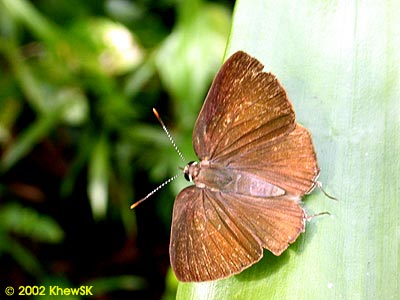 Rapala suffusa barthema