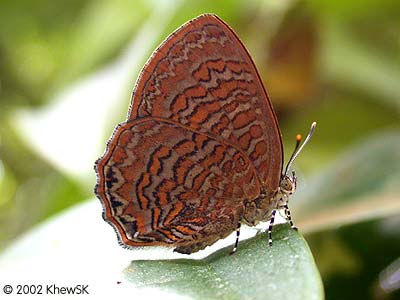 The Sumatran Gem (Female)