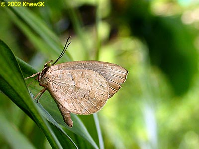 Miletus symethus petronius