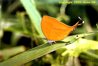 The Yamfly