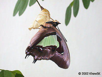 Polyura hebe plautus