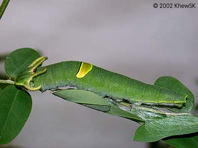 The Blue Nawab Caterpillar