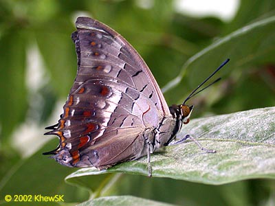 Charaxes solon echo