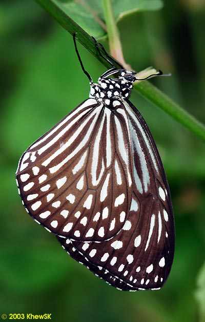 Dark Glassy Tiger
